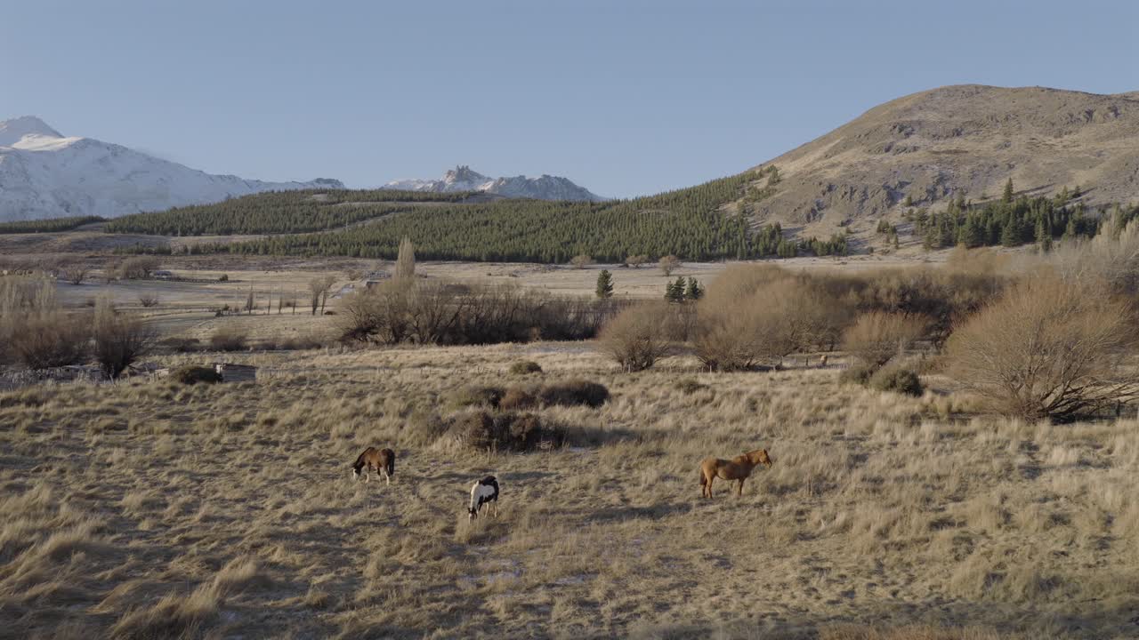 Forward drone fly where horses grazing in Patagonian landscape with distant mountains, Patagonia, Argentina