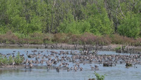 huge flock resting on the mudflat within the mangrove forest while others fly to choose landing sites, black-tailed godwit limosa limosa, thailand