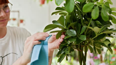 woman cleaning houseplant leaves