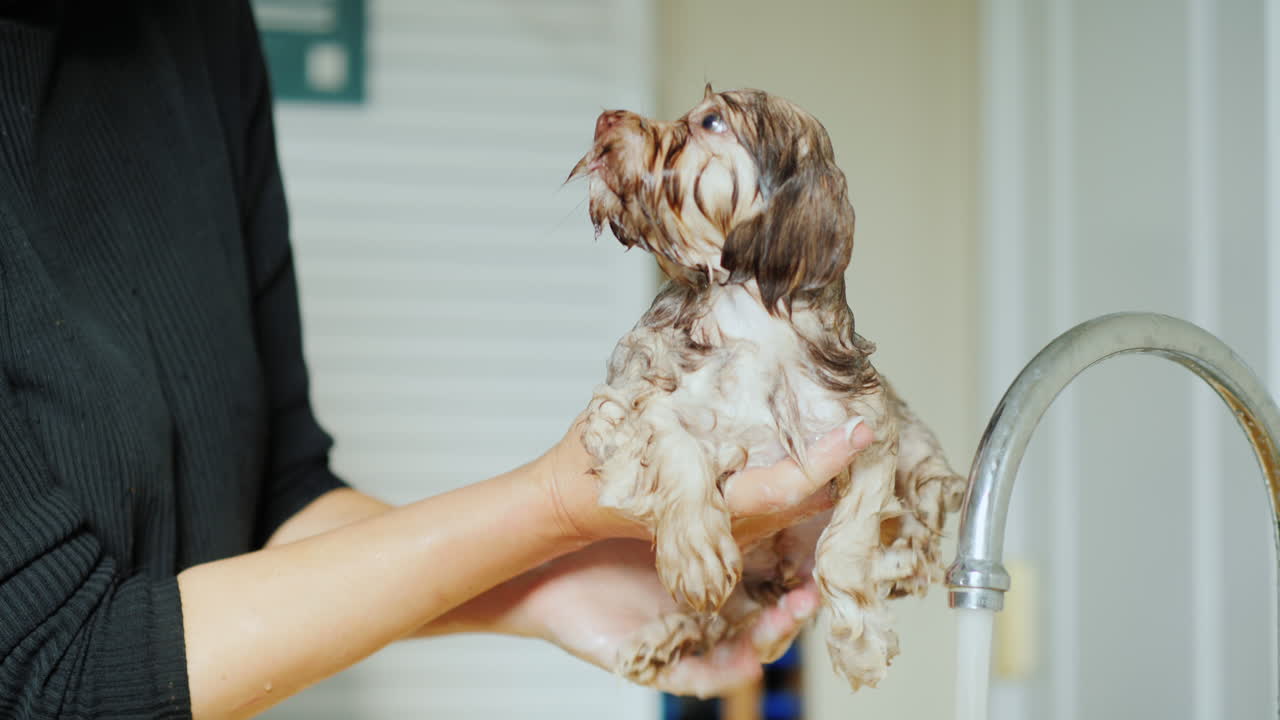 mujer lava con champú la piel de un cachorro