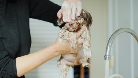 mujer lava con champú la piel de un cachorro