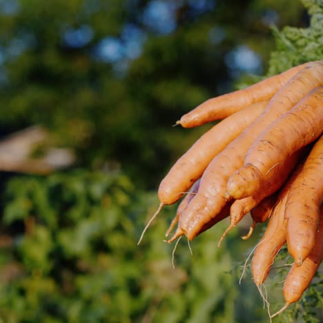 La-Mano-Del-Granjero-Sostiene-Un-Manojo-De-Zanahorias-Frescas-1