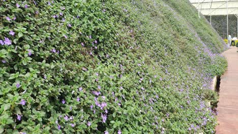 las hermosas flores y camas de hierba de cameron highlands, malasia.
