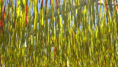 los colores rojo y amarillo bajo el efecto del viento crean una increíble obra de arte