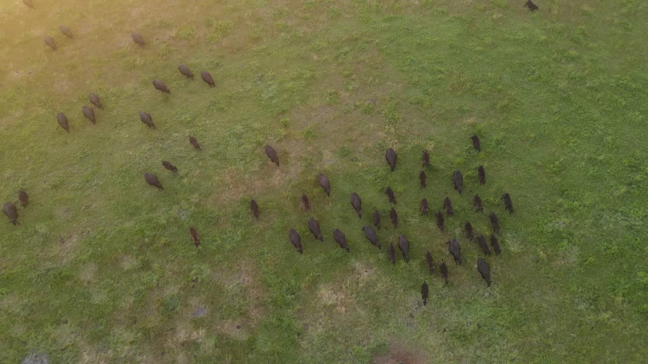 호주 서부 마가렛 강에 있는 시골 농장에서 일몰 동안 초원에서 풀을 뜯고 있는 검은 소 떼