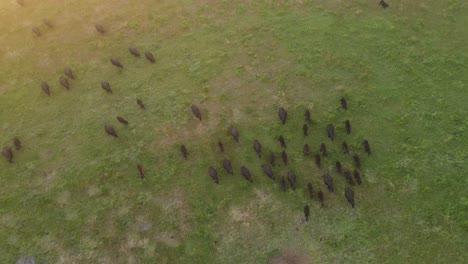 Herd-of-black-cows-grazing-on-meadow-field-during-sunset-on-countryside-farm-In-Margaret-River,-Western-Australia