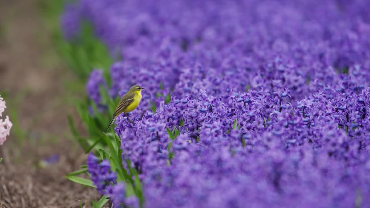 pájaro amarillo en flores de jacinto púrpura