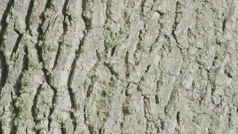 La-Textura-De-La-Corteza-Del-Tronco-De-Un-árbol-De-Roble-Se-Cierra-En-Una-Vista-Panorámica-Vertical