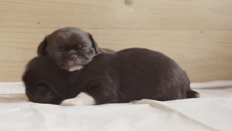 cute funny shot of a puppy sleeping on its sibling as it moves around