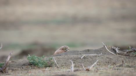 wild burrowing owlet hides behind dirt mound, grasslands national park, canada