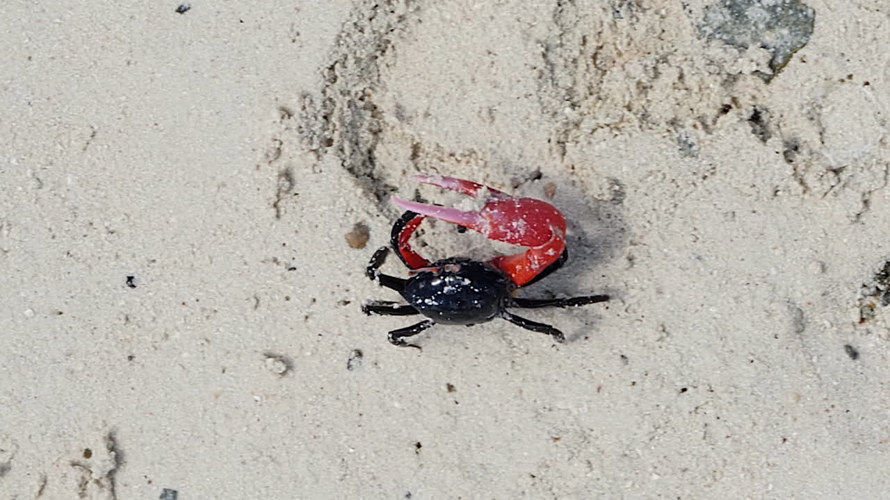 ⁇  모래 해변을 가로질러 기어다니는 피들러 크래브를 따르는 수직 비디오