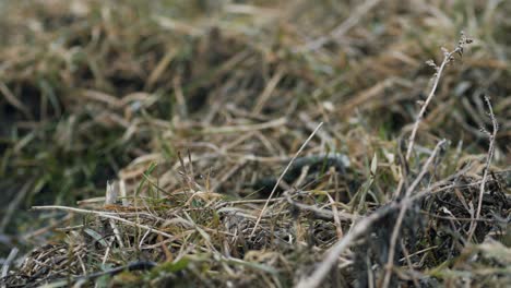 common starling looking for food in grass and taking bath in water puddle