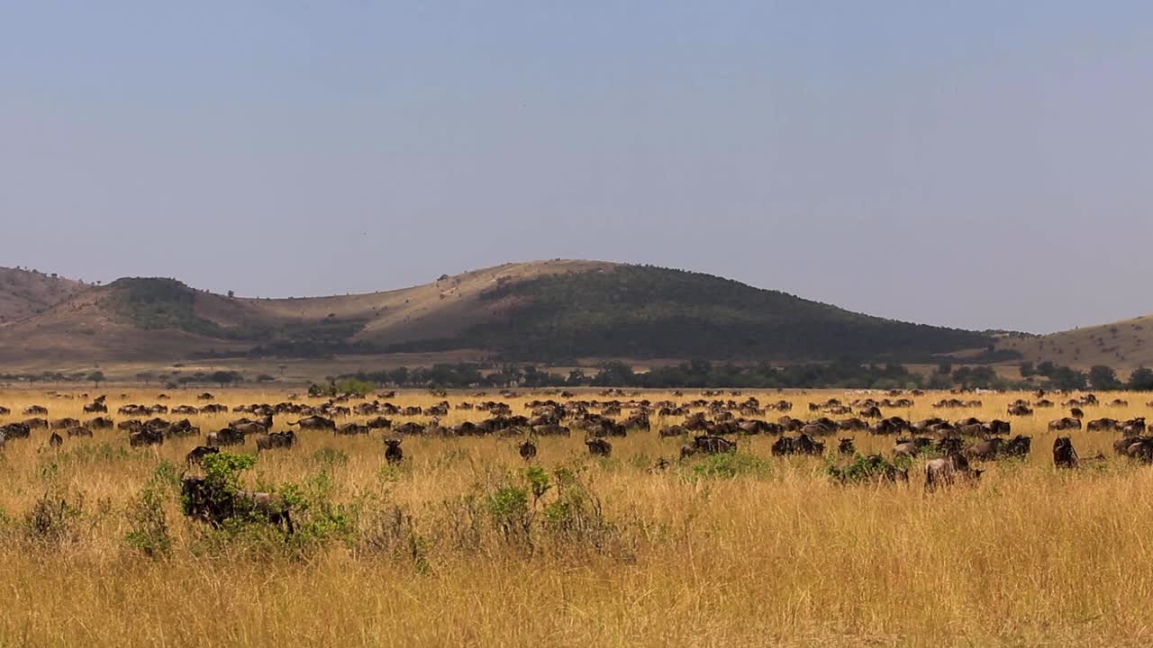enorme manada de ñus pastando y caminando por las praderas en un día soleado de verano en la sabana africana del serengeti, kenia