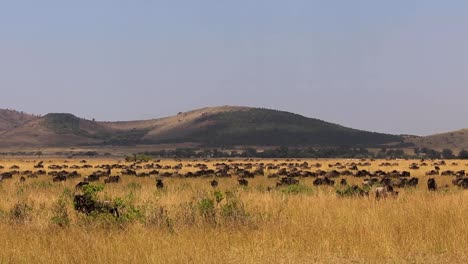 huge herd of wildebeests grazing and walking across the grasslands on a sunny summer day in serengeti african savanna, kenya