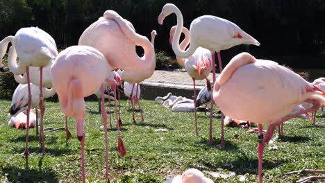 Family-of-exotic-Pink-Flamingos-grazing-outdoors-on-grass-field-during-summer-day---static-super-slow-motion-shot