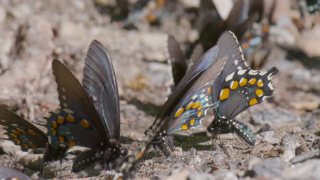 Mariposas-Bebiendo-Humedad-En-La-Fiesta-Del-Charco