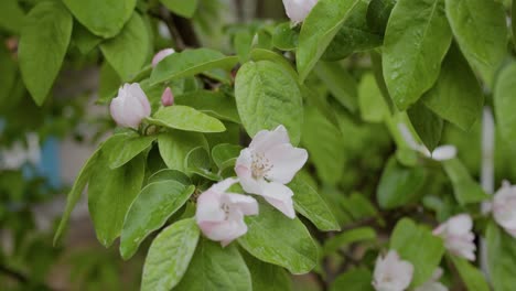 after rain quince flowers and drops on green leaves - moving