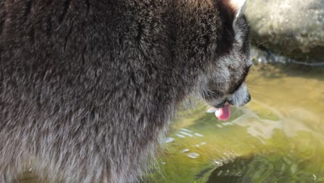 Closeup-Of-Common-Raccoon-Cleaning-Its-Paw-In-The-Water