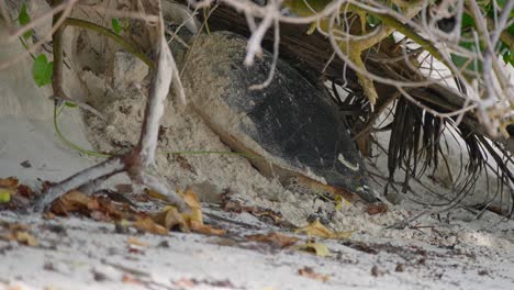 Video-De-Una-Increible-Tortuga-Marina-Yendo-A-Desovar-En-La-Playa-Desde-Una-Playa-En-Mahe-Island-En-Seychelles