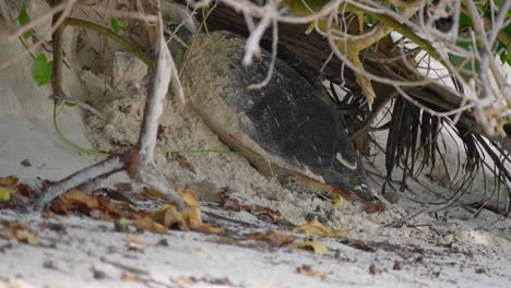 video de una increíble tortuga marina que va a poner huevos en la playa desde una playa en la isla de mahe en las seychelles
