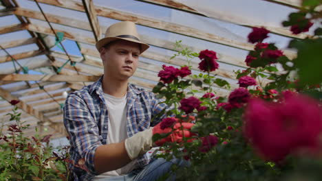 un jardinero florista se sienta en un invernadero y examina las rosas cultivadas para la venta.