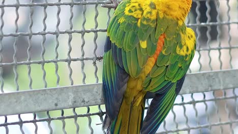 Two colorful sun conures perched closely on a wire fence, displaying vibrant feathers and social interaction.