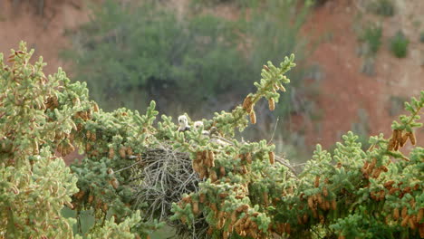 Red-Tailed-Hawk-Babies-laying-down-in-nest-on-pine-tree-top