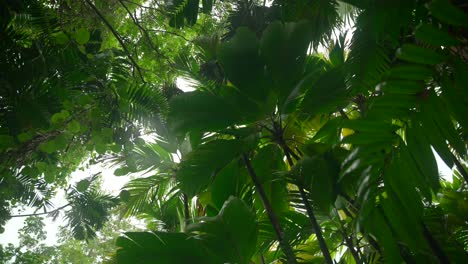 video de plantas increíbles de un jardín botánico en victoria en la isla de mahe en las seychelles