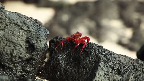 sally lightfoot crab walking over lava rocks in the galapagos