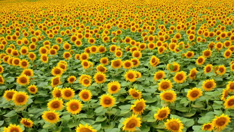 yellow agricultural farming of sunflowers. landscapes of big sunflowers field. aerial view.