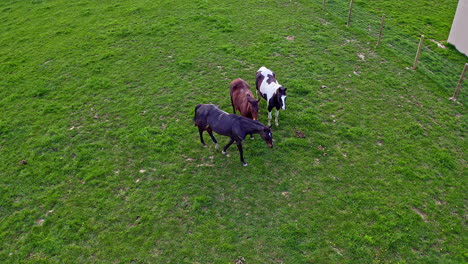 aerial view of horses in field