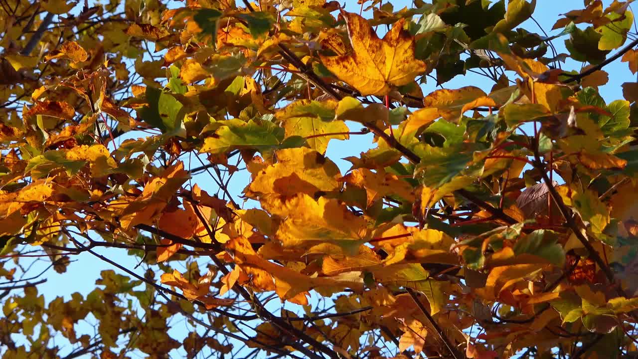 hermosas hojas de colores de otoño moviéndose en el viento en una rama de árbol
