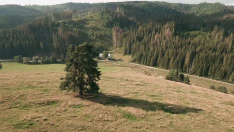 aerial cinematic and proximity footage from fpv racing drone flying down a hill in between beautiful pine trees in saling, cierny balog, central slovakia