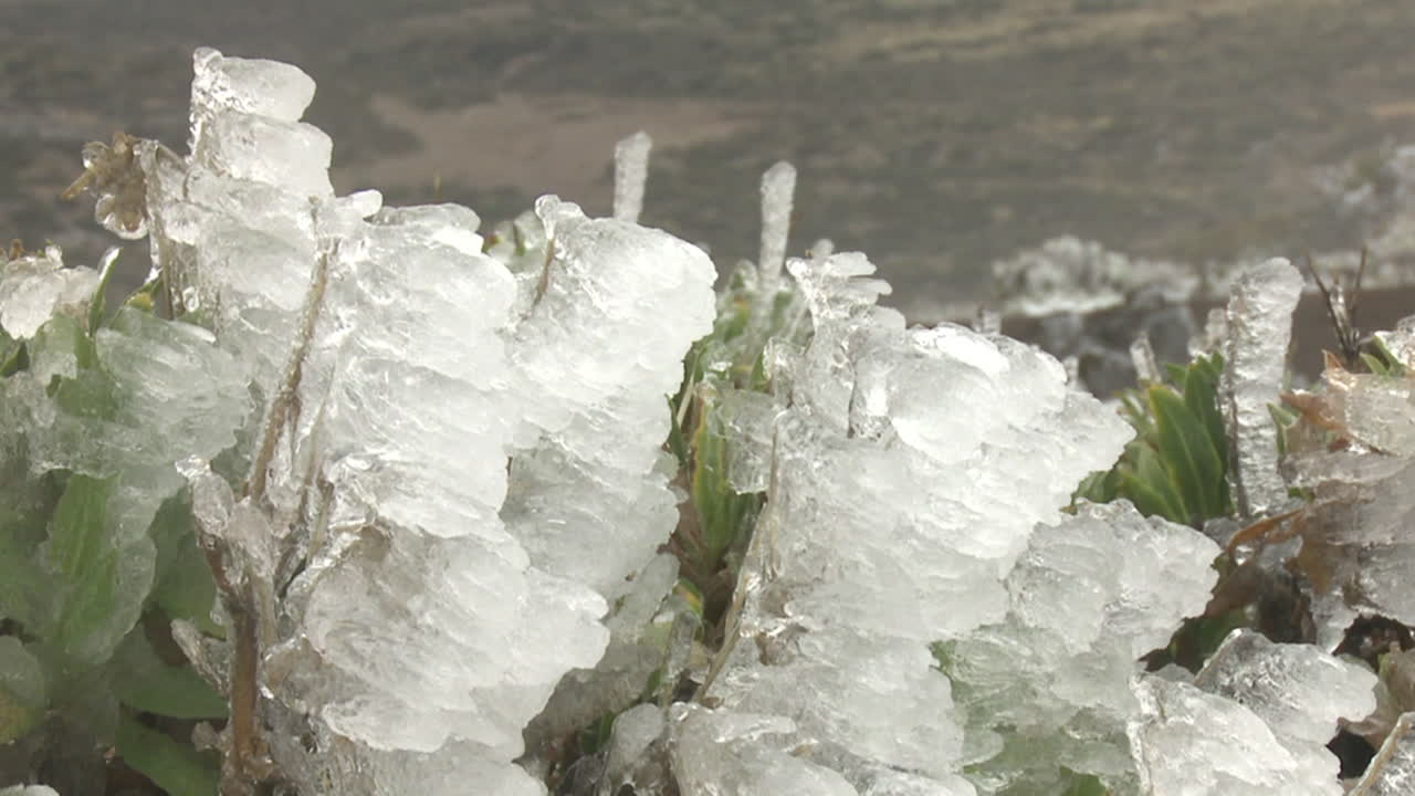 Frozen Plants Covered in Ice