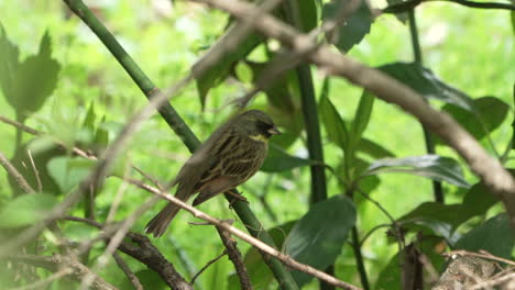 black-faced bunting sheltered on a lush foliage in saitama, japan