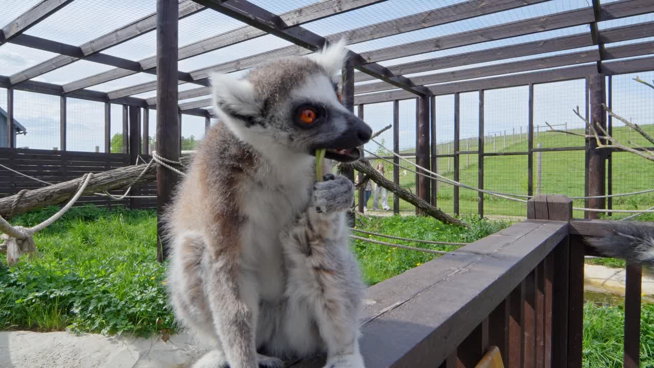 Close-up of a ring-tailed lemur (Lemur catta) holding and eating a green stalk in a wooden enclosure, surrounded by grass and climbing ropes, captured in real time under daylight, static camera