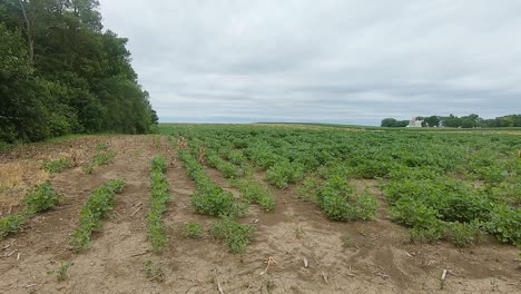 Looping---edge-of-soy-bean-field