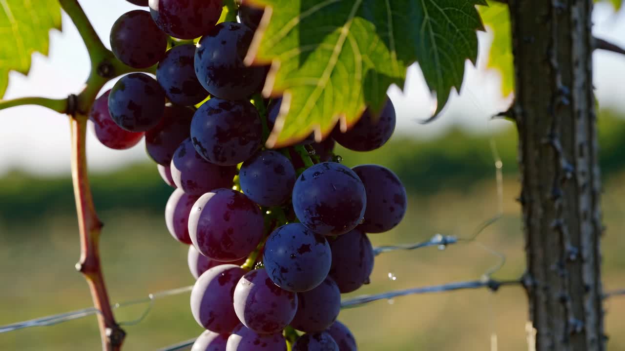 Close-up video of ripe grapes on a vine, captured from a low angle