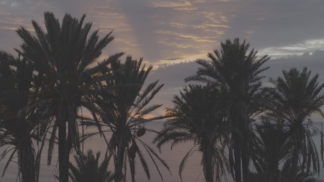Palm Trees at Sunset Over the Ocean