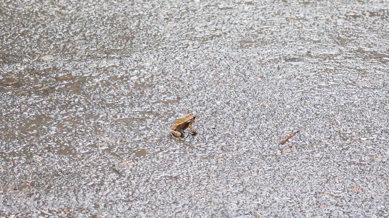 개구리가 은 표면을 가로질러 움직입니다.