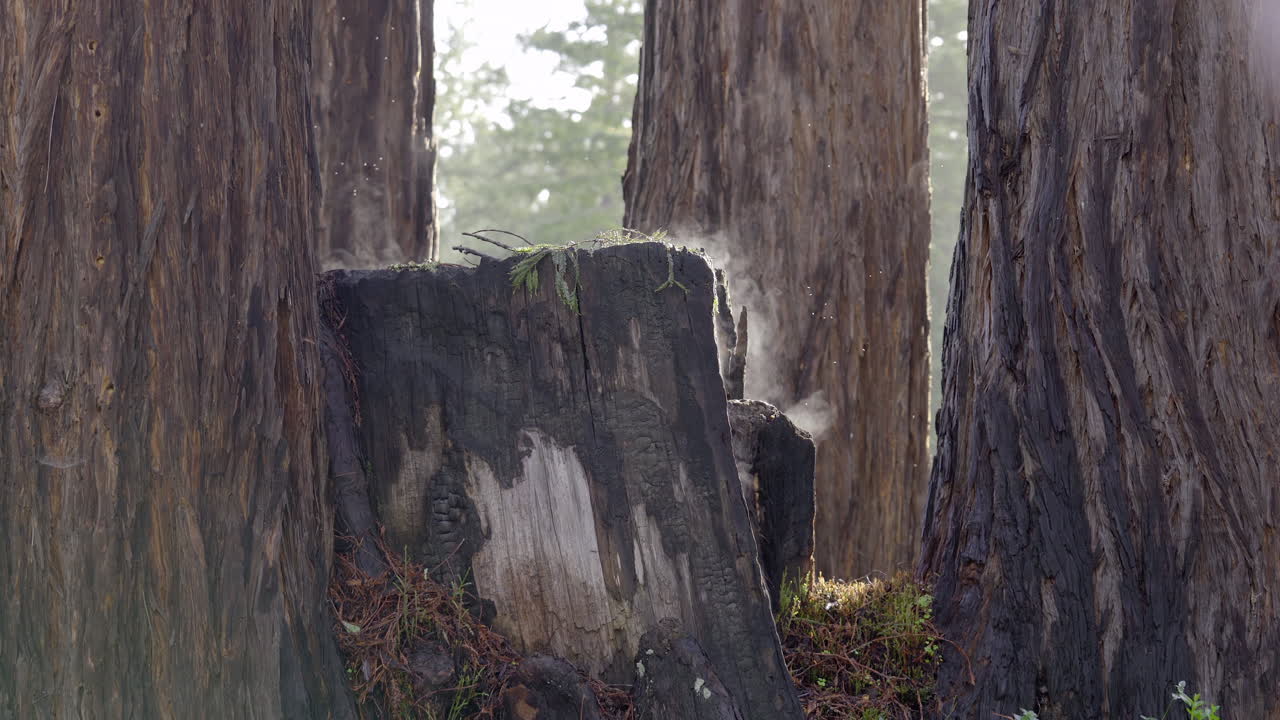 밝은 아침 노을 속에서 나무 숲의 안개 낀 그루터기를 가로질러 팬