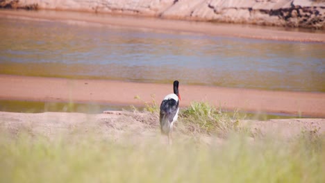 saddle-billed stork bird preening his plumage on muddy river shore