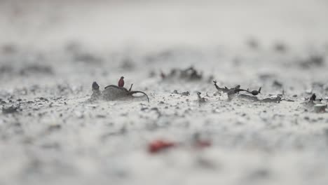 Spiky-remnants-of-dry-seaweed-on-the-sand