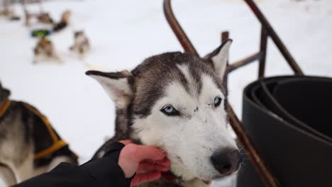 A-Man-Petting-a-Husky-Sled-Dog,-Slow-Motion-Close-Up