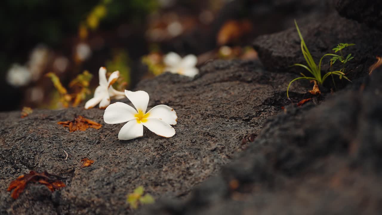 Fiori di plumeria tropicale bianco-gialli adagiati su una ruvida roccia vulcanica nera, statica
