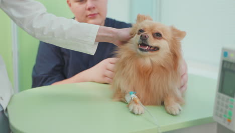 dog at veterinary clinic