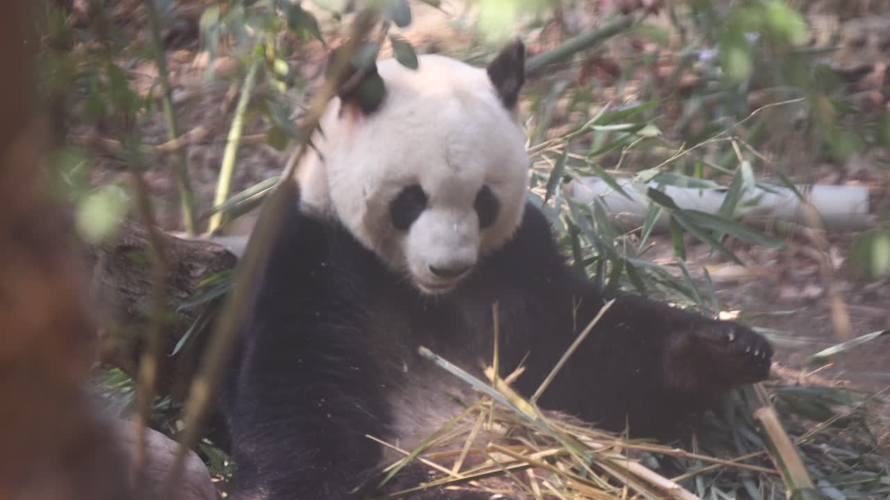panda gigante comiendo bambú en el centro de investigación de pandas de chengdu en china, rodeado de vegetación