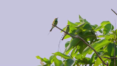 Dos-Individuos-Encaramados-Juntos-Durante-Una-Tarde-Ventosa,-Pequeño-Abejaruco-Verde-Merops-Orientalis,-Tailandia