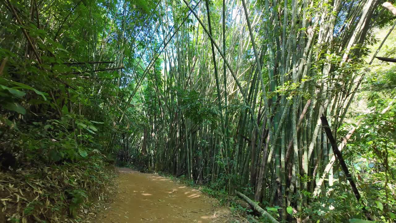 Esplora la serena foresta di bambù al Sentiero Naturale Khun Korn nel Nord della Thailandia. Questo sentiero lussureggiante e verde offre un'atmosfera tranquilla e immersa nella natura, perfetta per gli appassionati di attività all'aperto.
