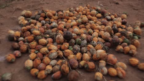 grupo de nueces de areca con cáscara